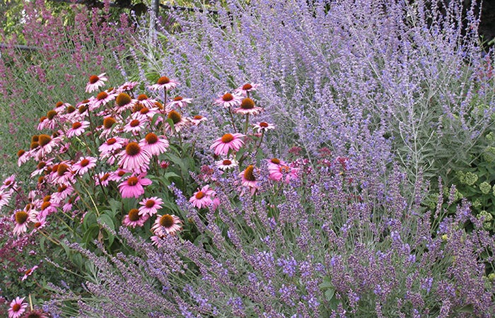 Echinacea, Lavender, Russian Sage (Perovskia), Agastache, and Sedum planted in a harmonious palette of long-lasting blooms.