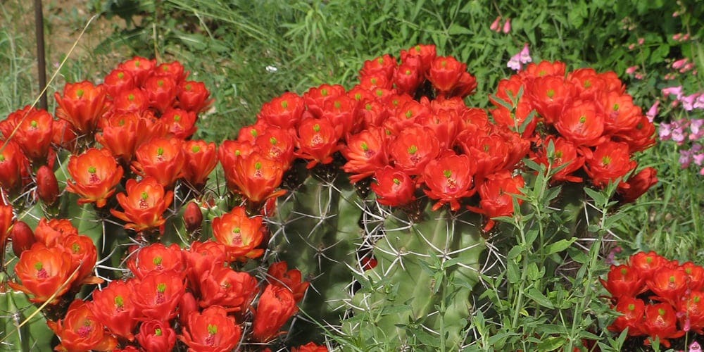White Sands Giant Claret Cup Cactus (Echinocereus triglochidiatus)
