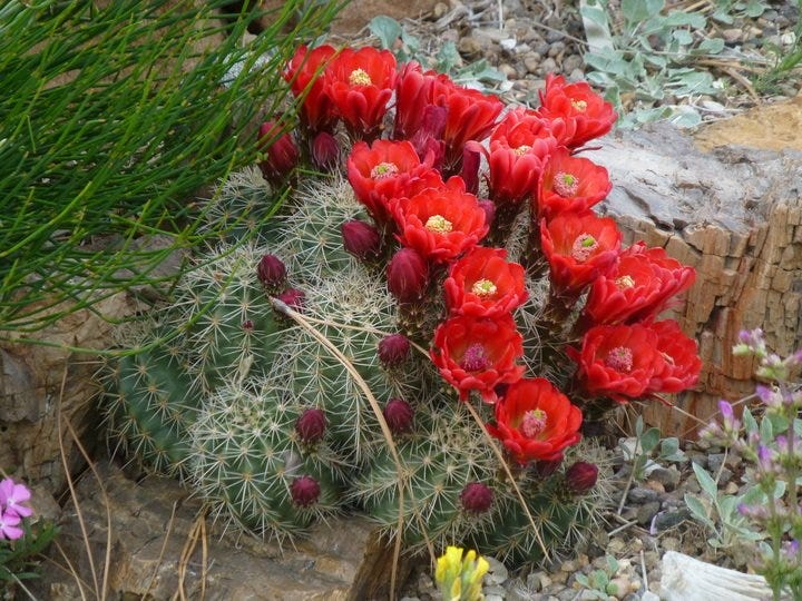 Scarlet Hedgehog Cactus or Needle-Spined Claret Cup (Echinocereus coccineus)