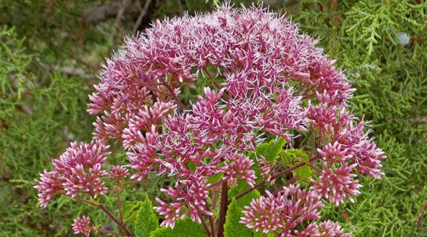 Close-up of Dwarf Red Joe Pye Weed (Eupatorium)