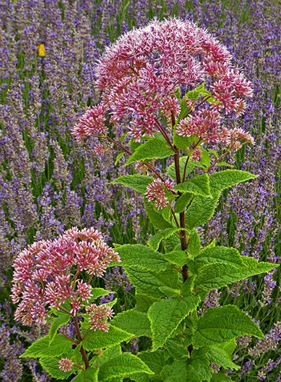 Red Dwarf Joe Pye Weed (Eupatorium)