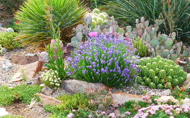 A rock garden with lavender, oputina or prickly pear, yucca, rainbow hedgehog cactus or echinocereus, and more cacti and succulents.