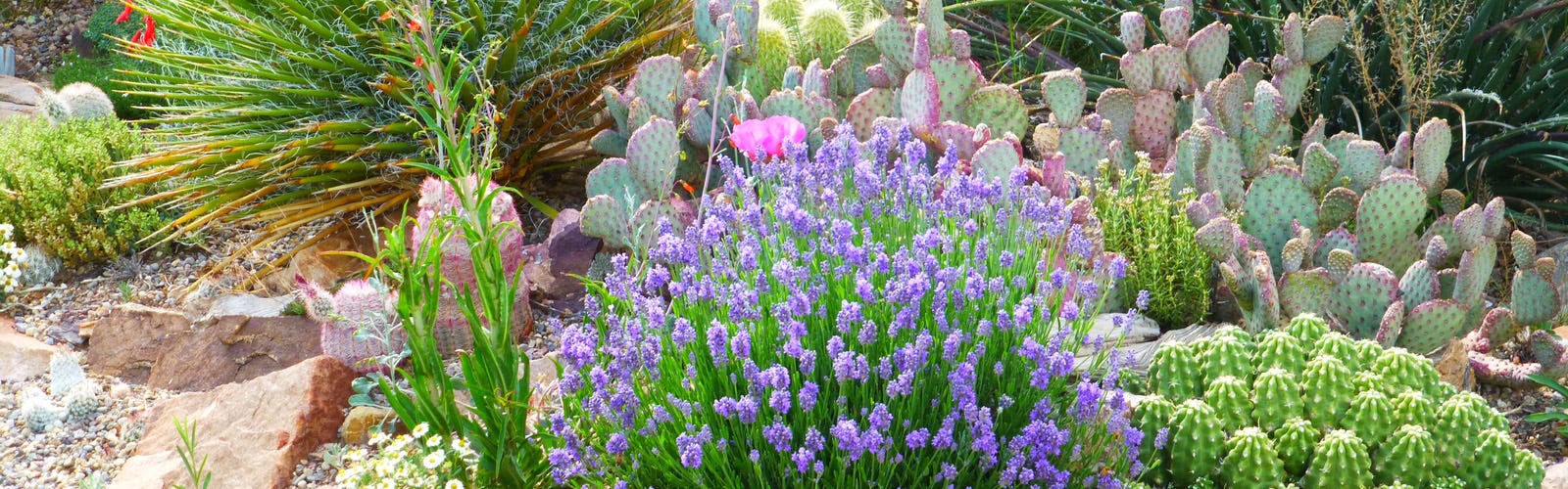 A rock garden with lavender, oputina or prickly pear, yucca, rainbow hedgehog cactus or echinocereus, and more cacti and succulents.
