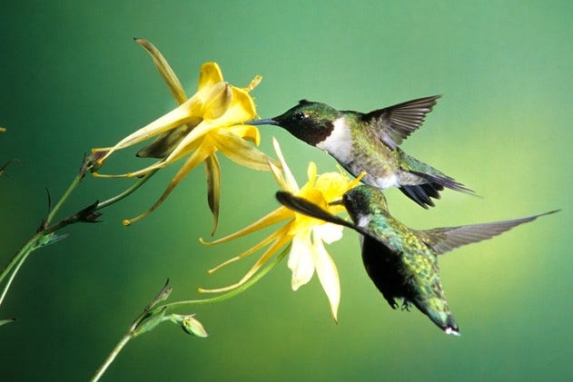 Golden Spur Aqulegia (Columbine) and two hummingbirds.
