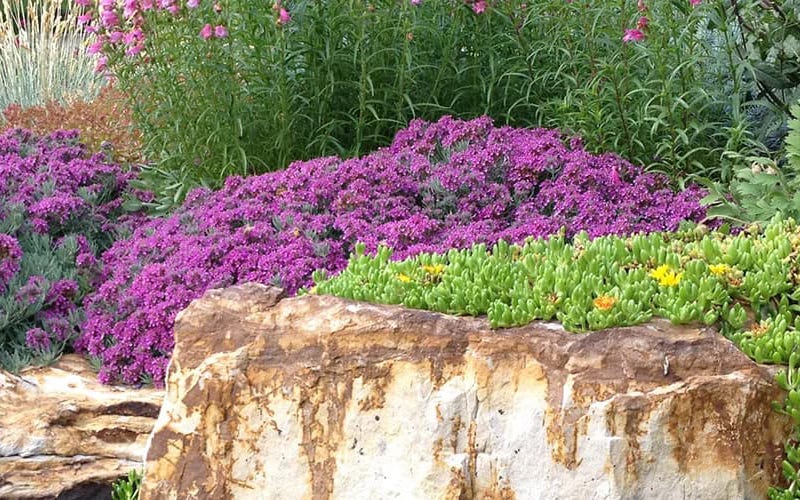 Rock garden with groundcovers