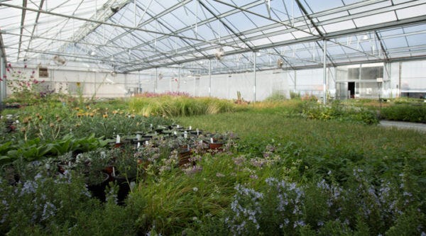 A greenhouse full of High Country Gardens' unique and native plants.