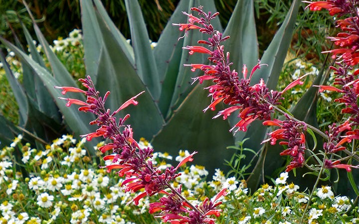 Agastache Glowing Embers