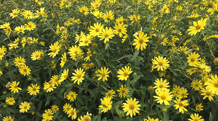 lemon max sunflower