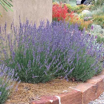 Lavender Gros Bleu.