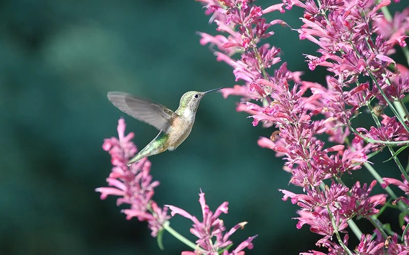 Hummingbird sipping nectar from Agastache flower spikes