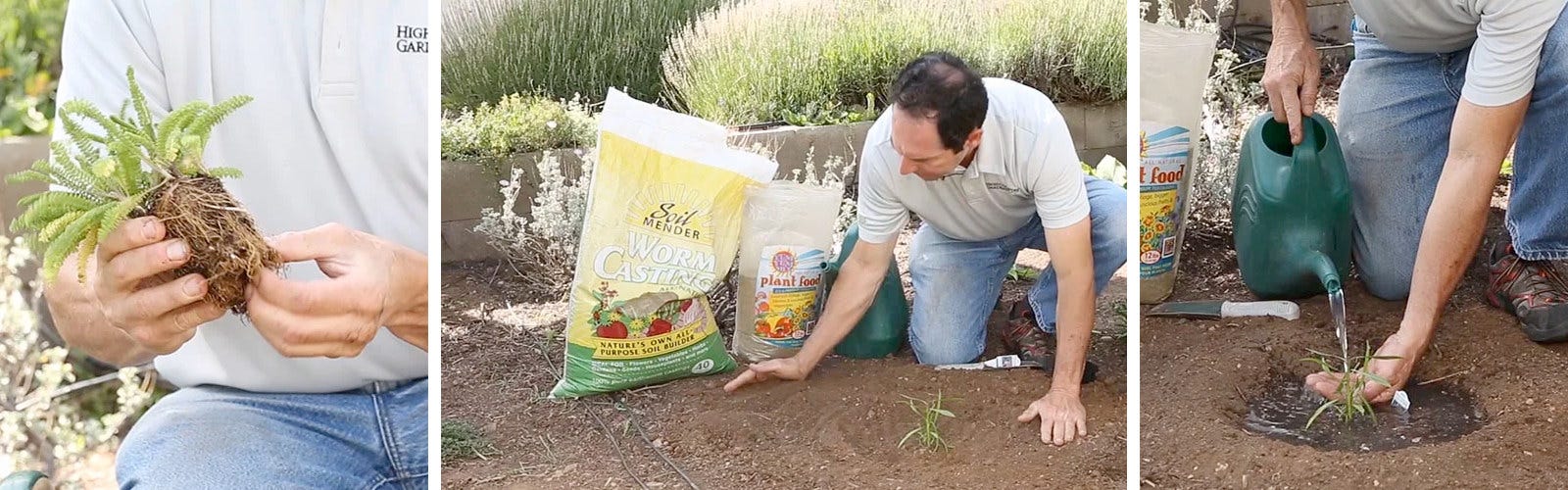 David Salman demonstrates how to transplant perennials