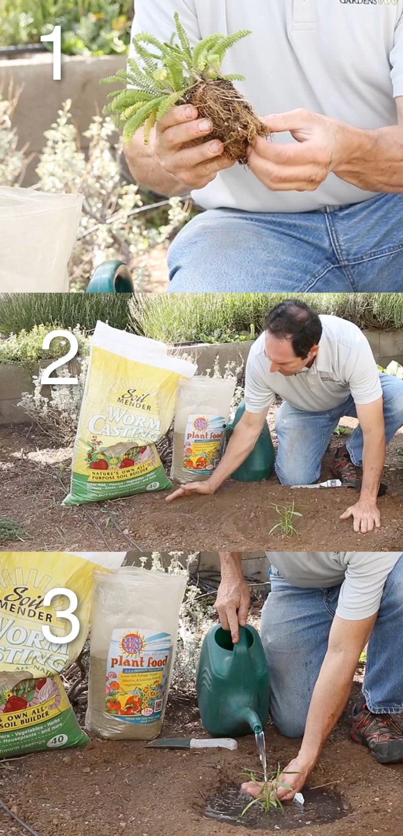 David Salman demonstrates how to transplant perennials