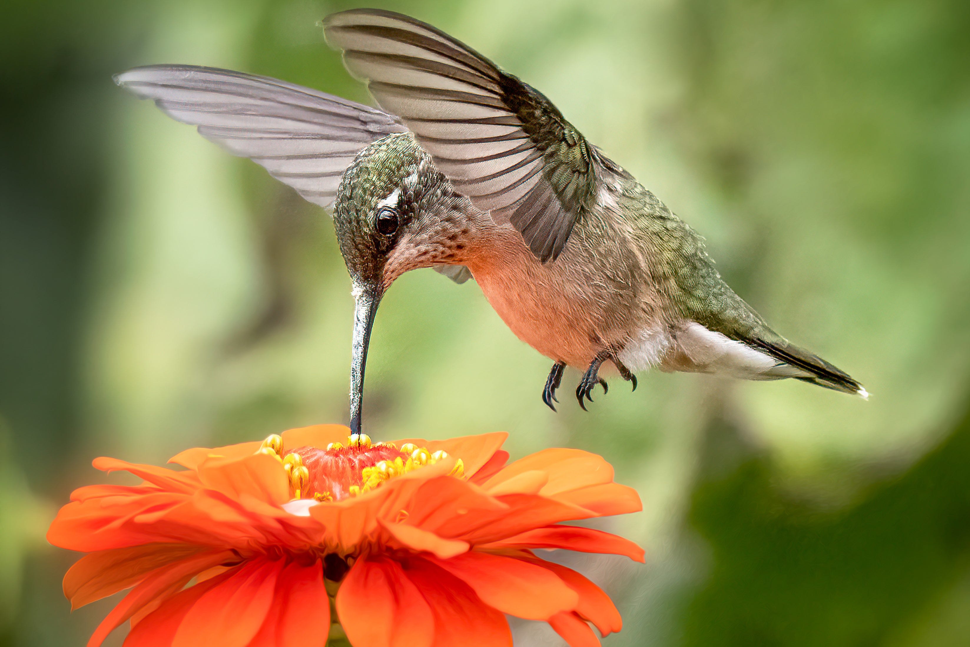 Zinnia and Hummingbird. Customer photo by Becky K.