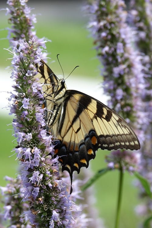 A Swallowtail Butterfly & Blue Agastache flower