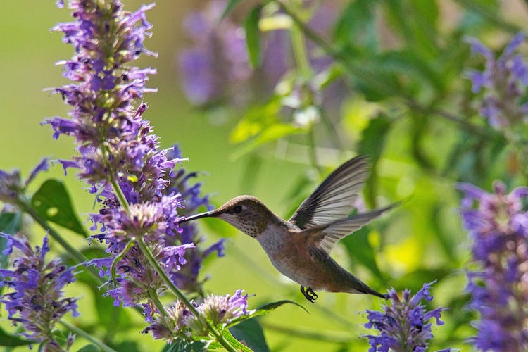 Agastache and Hummingbird. Customer photo by Lisa C.