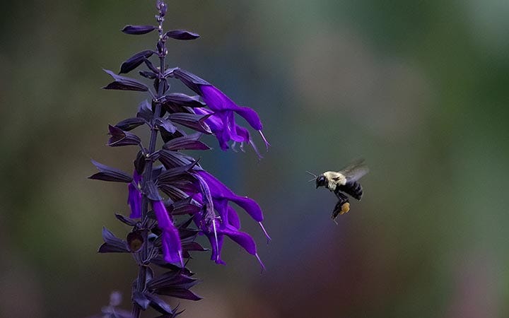 Salvia Amistad