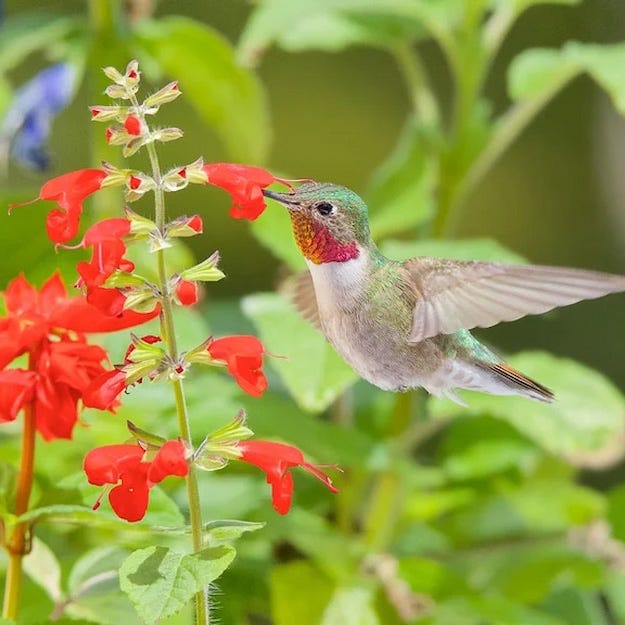 A hummingbird sipping from Salvia. Customer photo by Jean B.