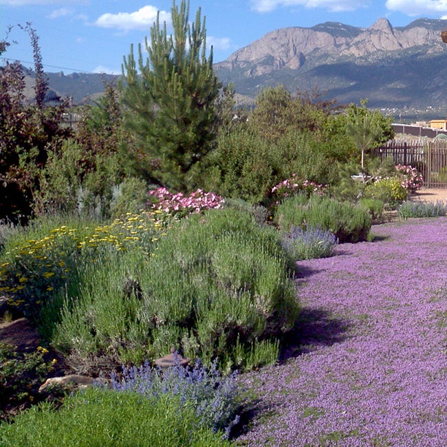 Thyme Lawn