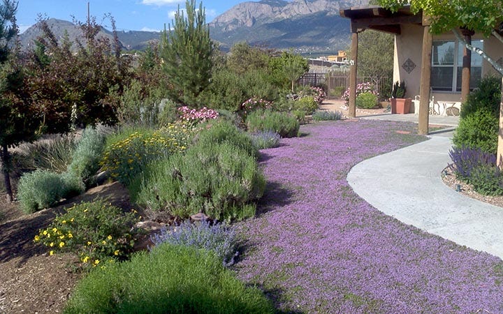Groundcover with blooming garden