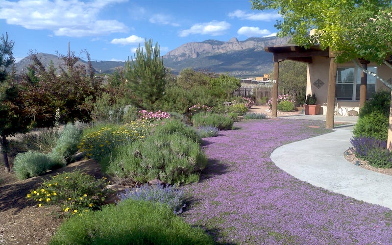 Customer Garden: Growing A Thyme Lawn Customer Garden: Growing A Thyme Lawn