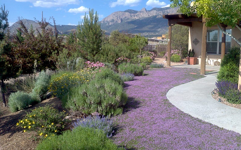 Thyme front lawn