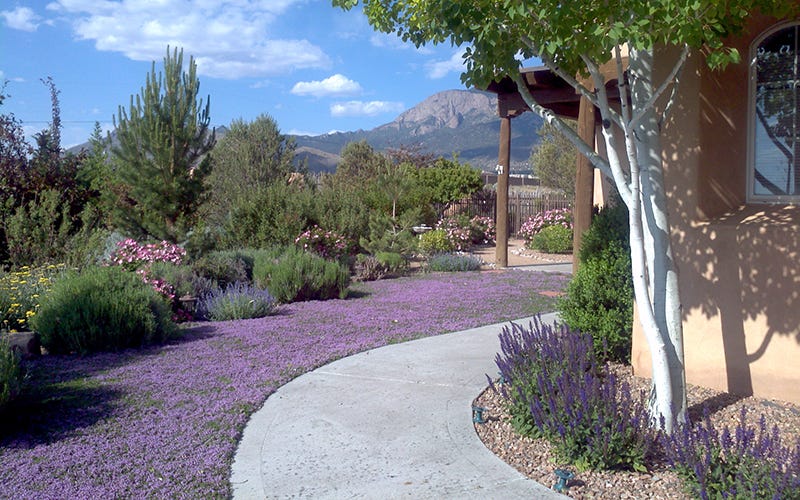Low maintenance thyme lawn