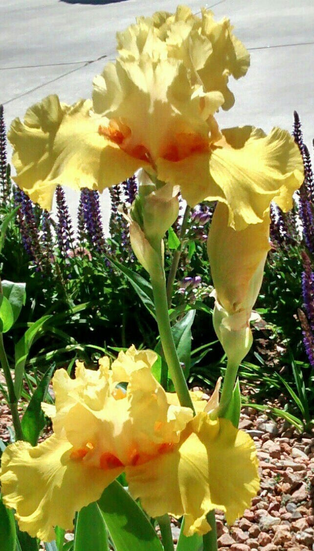 Bearded Iris & Salvia in a sidewalk garden. Customer photo by Josie T.