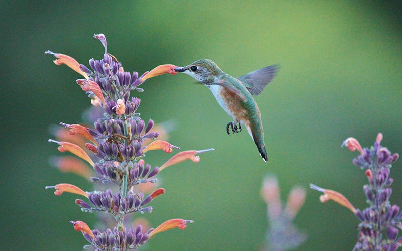 Natural Nectar For Pollinators in a Waterwise Garden
