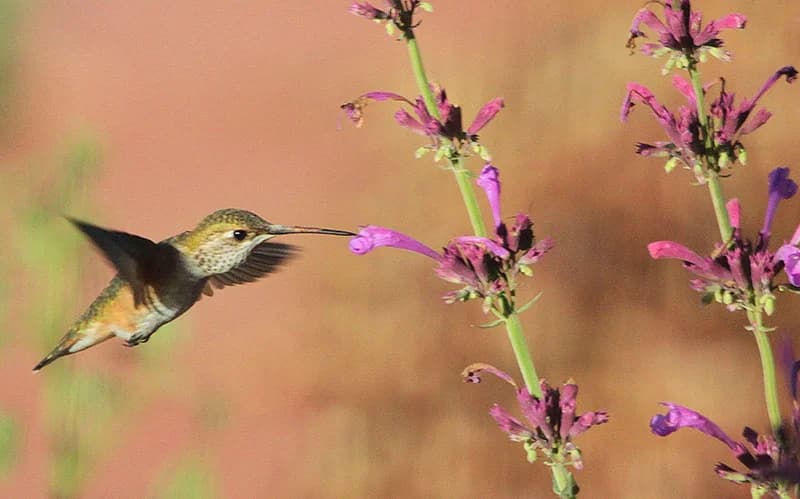 Hummingbird and Agastache