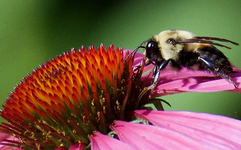 Bee on Echinacea