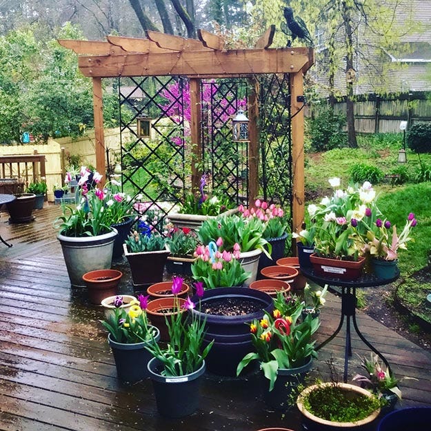 Flower Bulbs are perfect for growing in containers, especially if you're low on yard space.