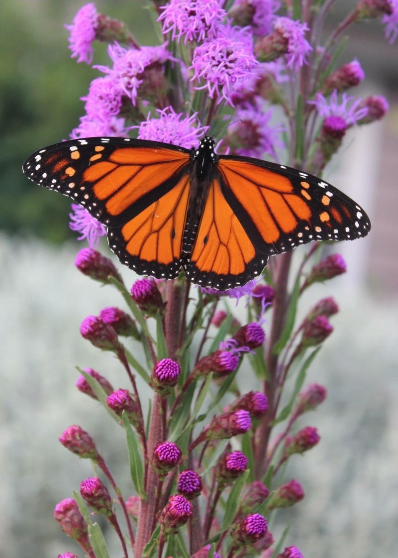 A Monarch Butterfly & bright purple liatris flower.