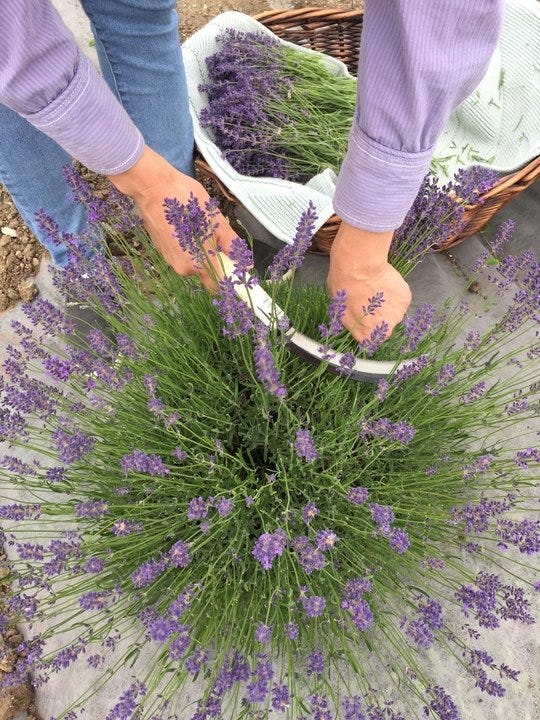 High Country Gardens customer Lenda F. harvesting Lavender!