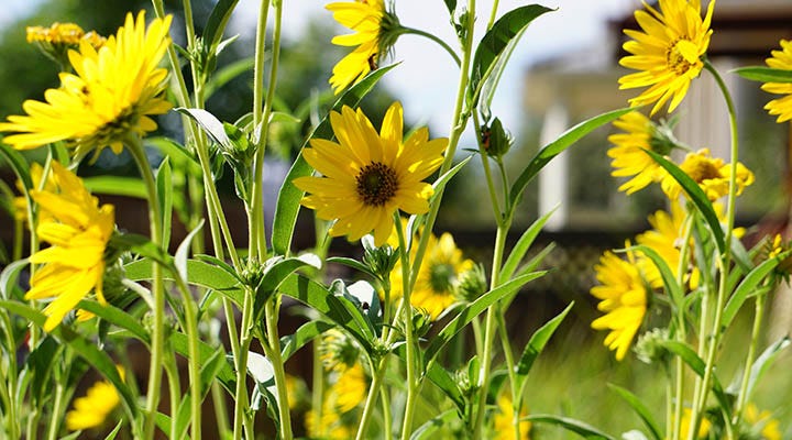dakota sunshine sunflower