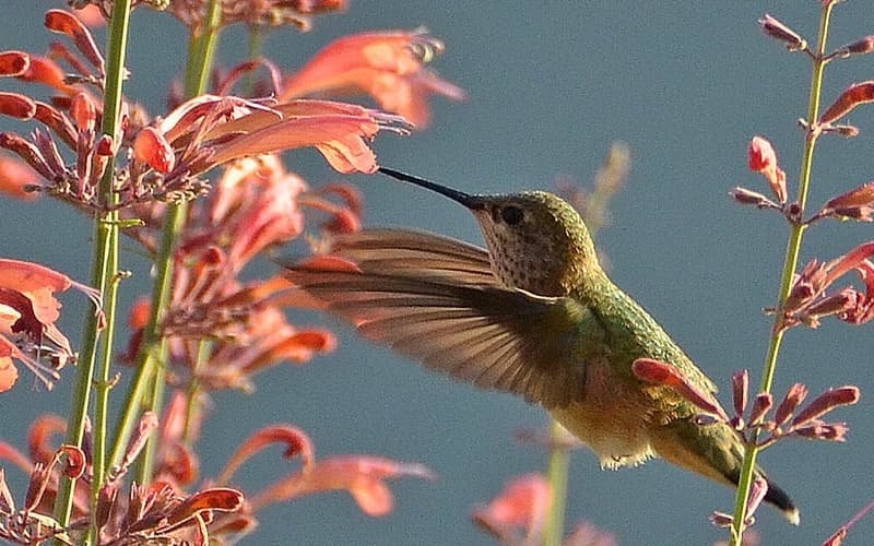 Hummingbird and Agastache
