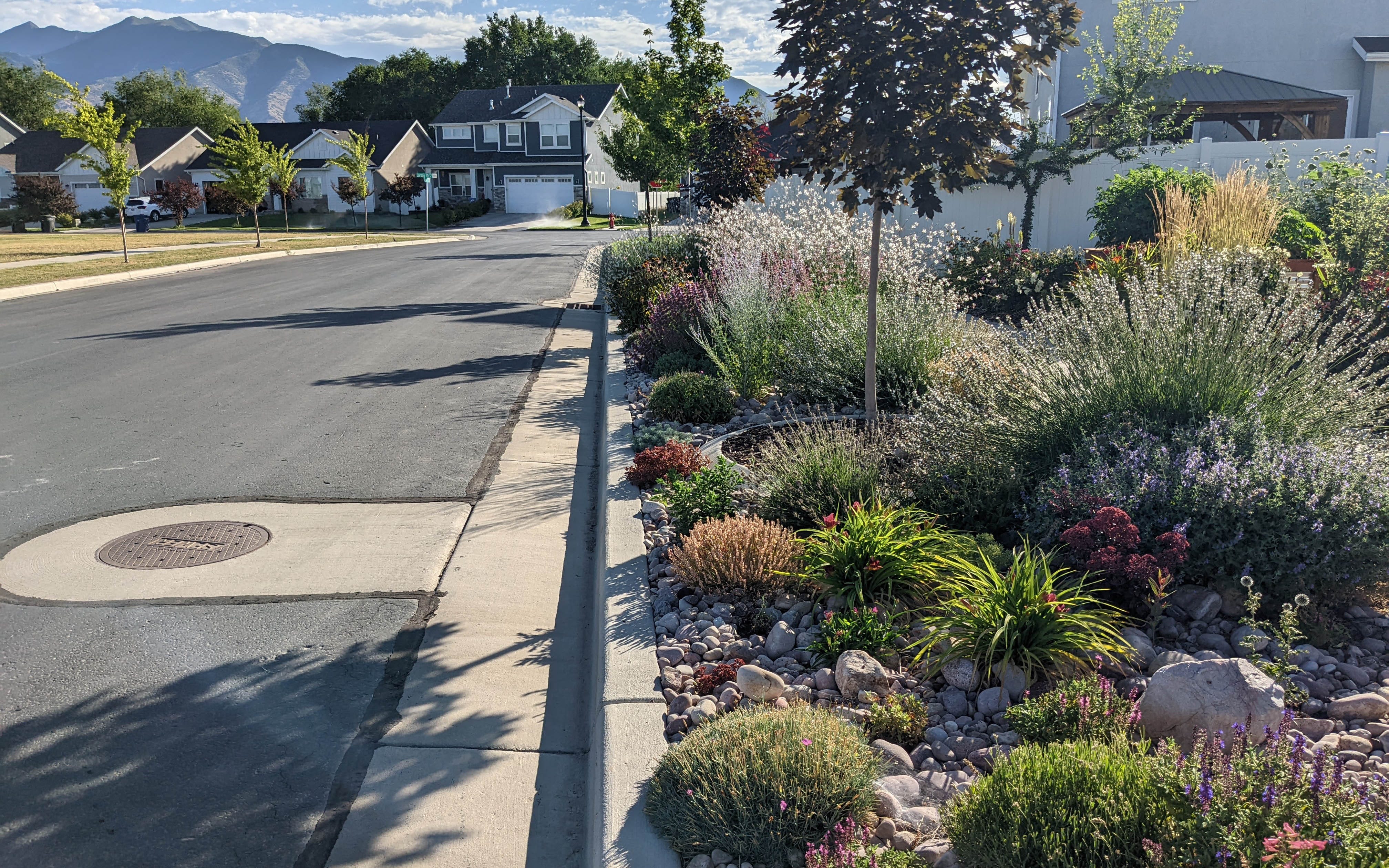 Waterwise Parkstrip Planting In Utah Inspired By Soft Colors Waterwise Parkstrip Planting In Utah Inspired By Soft Colors