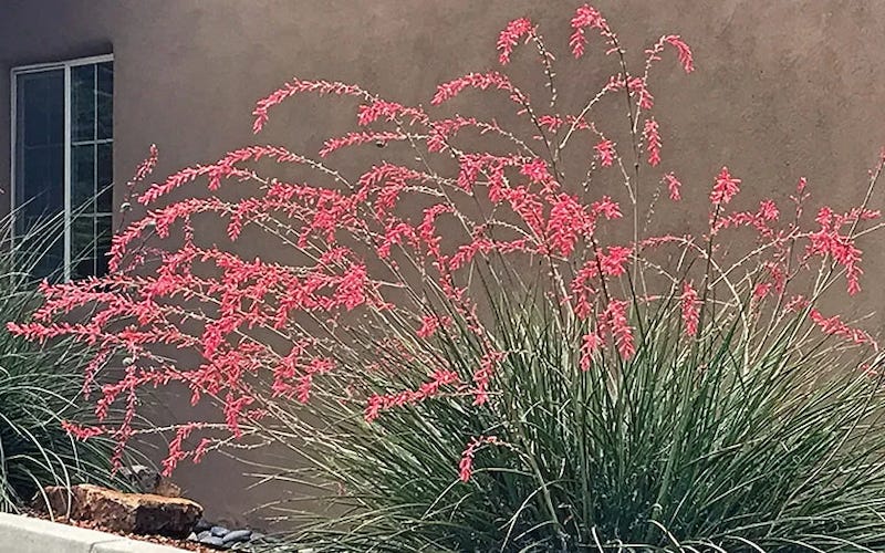 Weeping Pink Hesperaloe