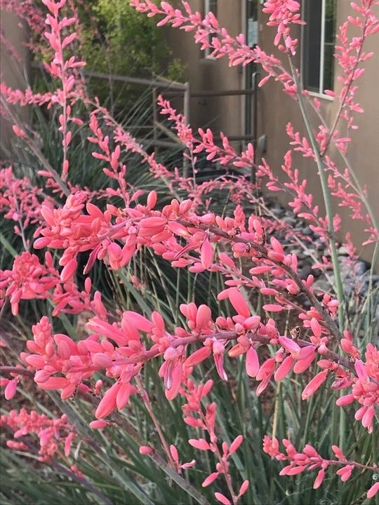 Close-up view of the Hesperaloe Weeping Pink flowers in bloom