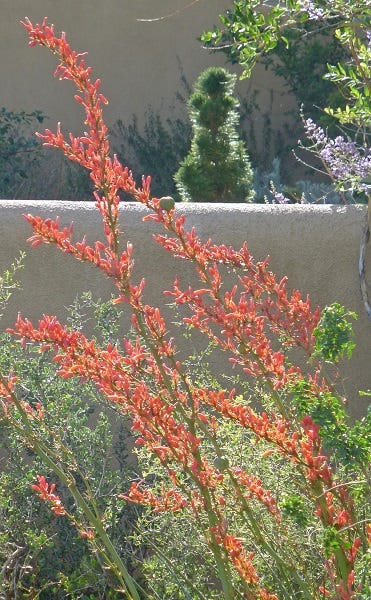 Hesperaloe Coral Glow Yucca