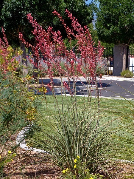 Hesperaloe parviflora Straight Up Red
