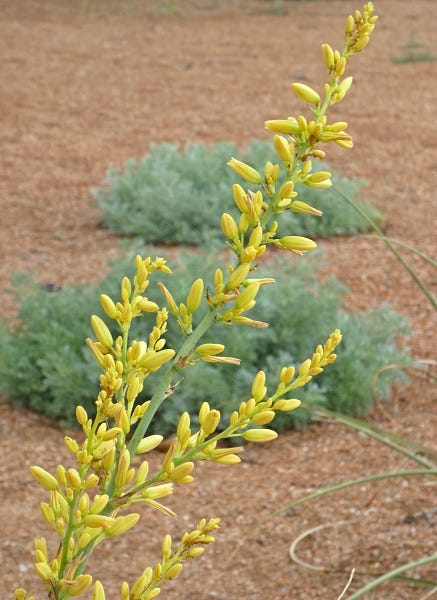Hesperaloe parviflora 'Yellow'