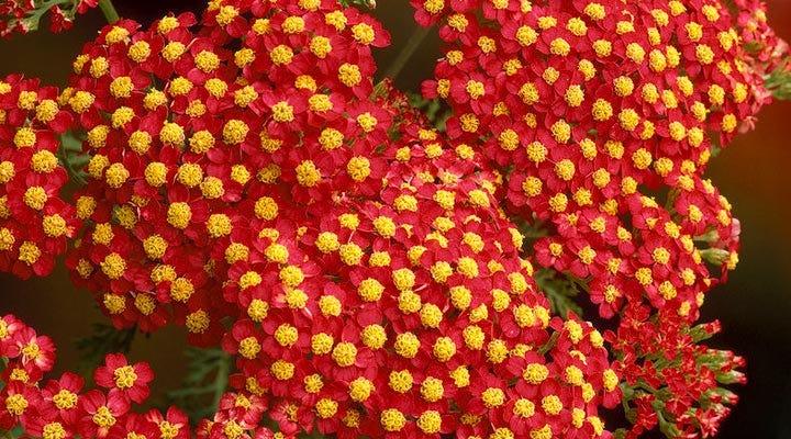 high-altitude-gardening-tips-blog-2