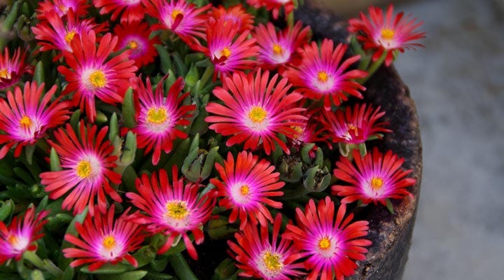 high-altitude-gardening-tips-blog