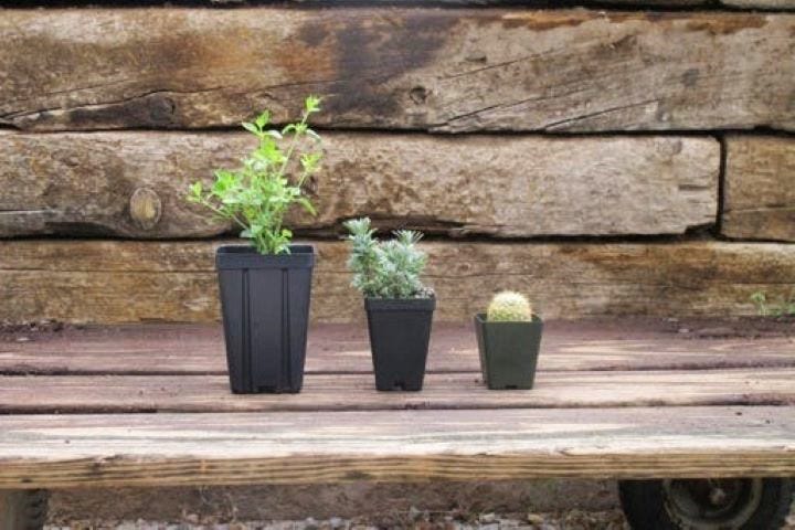 Premium, Standard, and Cactus pot sizes