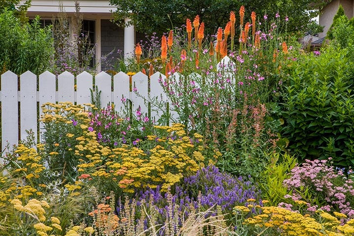 Yarrow, Salvia, Red Hot Poker, Agastache Perennial Garden