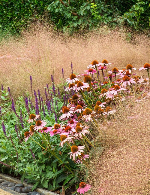 European Caradonna Salvia adds contrast to native purple coneflowers and billowy Muhly grass.