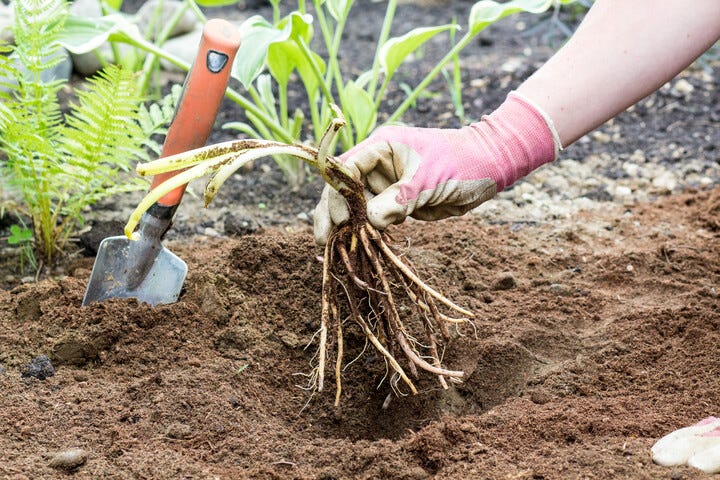 Planting a bareroot daylily
