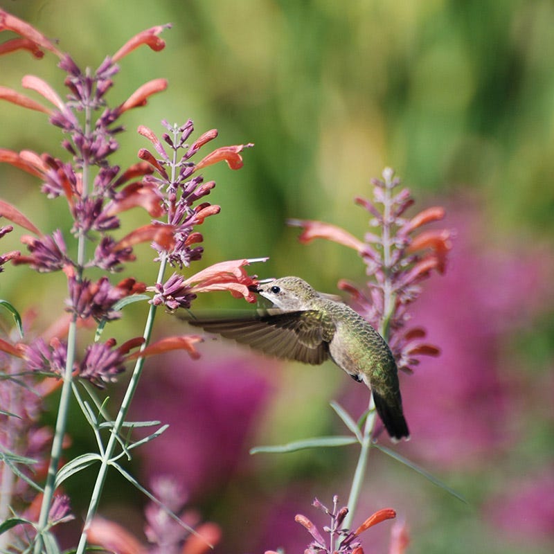 Agastache rupestris (Licorice Mint Hyssop), cultivated with seeds discovered by Sally Walker