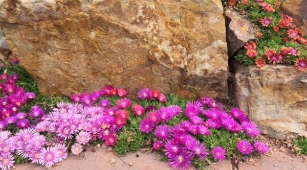 Ice Plant (Delosperma) does well against south-facing walls or near rocks