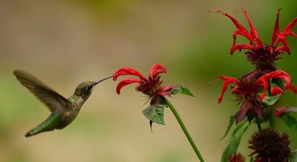 Beebalm (Monarda) has tubular shaped flowers that attract hummingbirds.